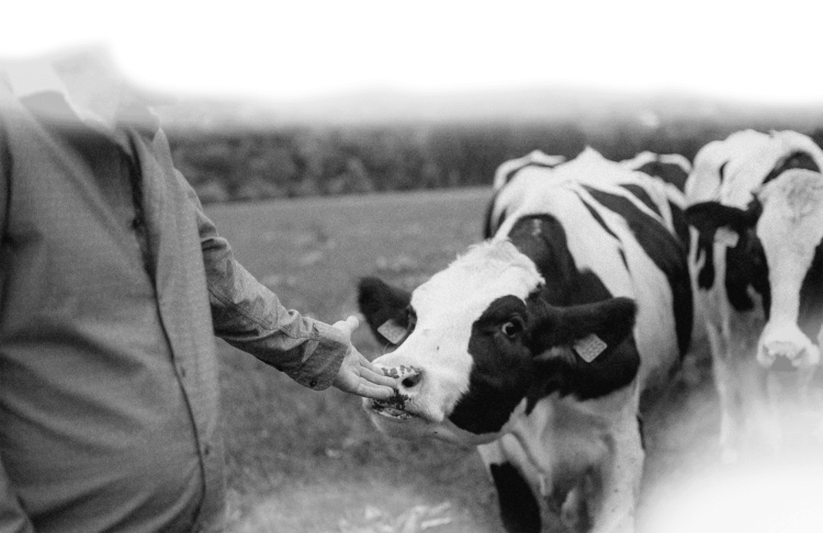 Sfeerfoto - Van Boer tot Bord - Slagerij van den Berk