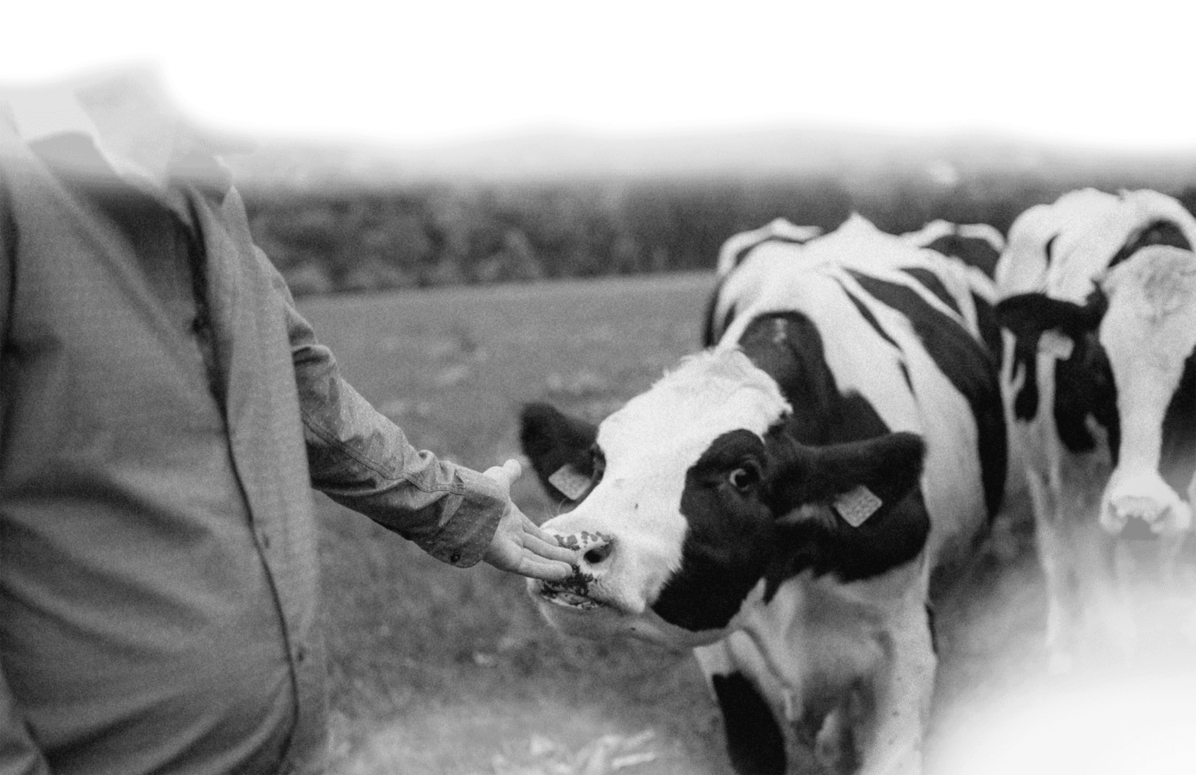 Sfeerfoto - Van Boer tot Bord - Slagerij van den Berk